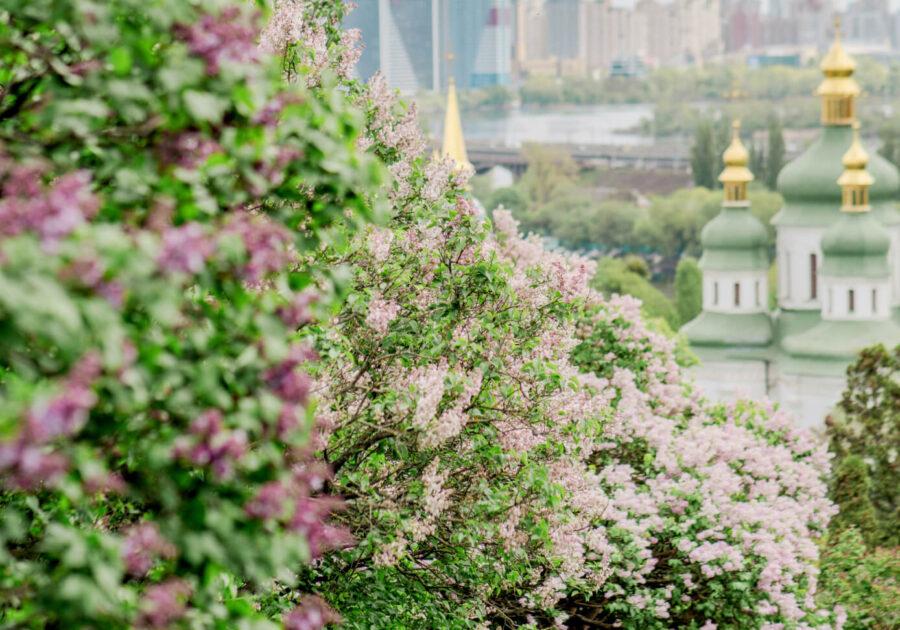 Kyiv’s Chestnut Trees